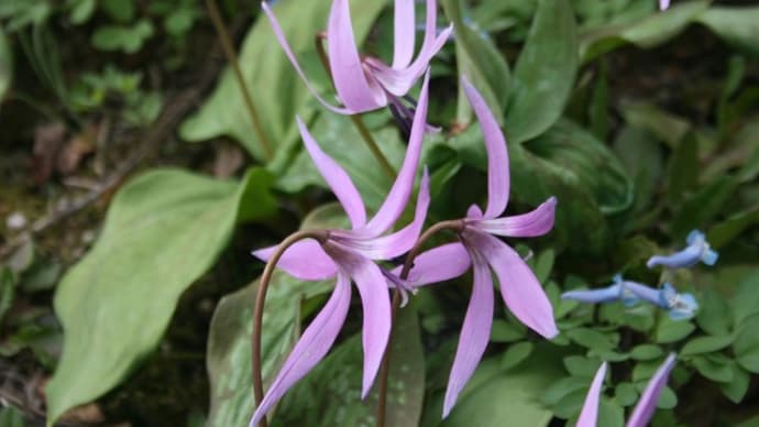 かたくりの花