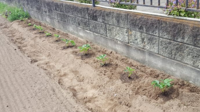 イチゴ植えた🎵