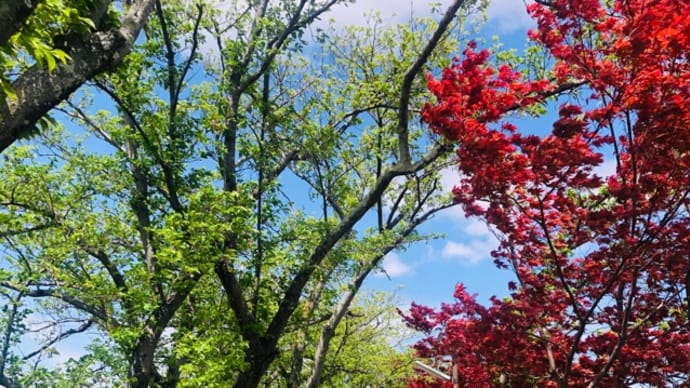 藤原宮跡菜の花花園