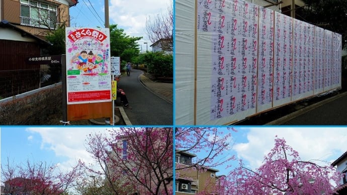「第49回相模が丘 さくら祭り」は終了後が各種桜が見頃!!
