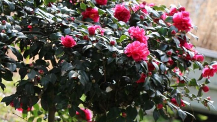庭の花　思い出 🪷見事な山茶花　白侘助　水仙　紅葉した🍂　ワン公