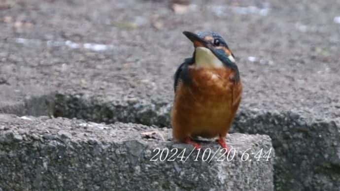 カワセミ探し&散歩