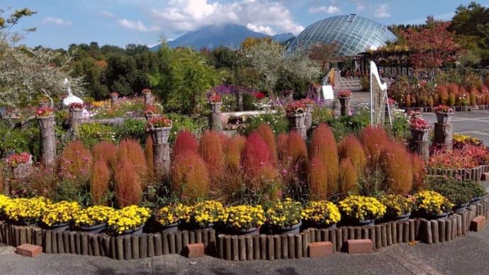 先週(10/13~10/19)の歩行実績&植え替え始まる花回廊