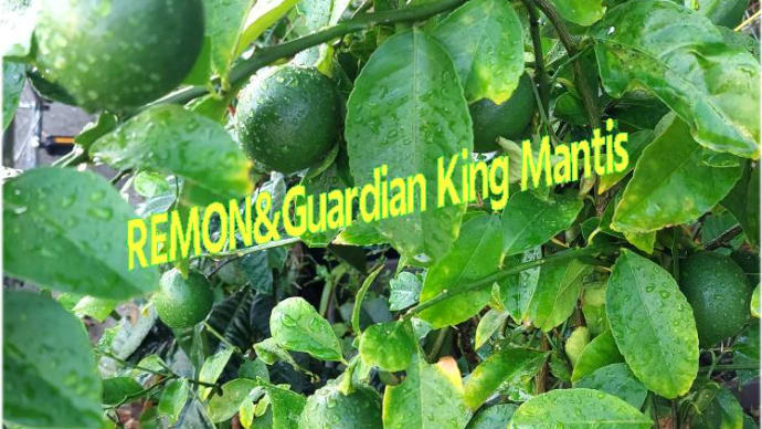 REMON＆Guardian King Mantis・・・レモンと我が家の守護王「マンティス」カマキリ