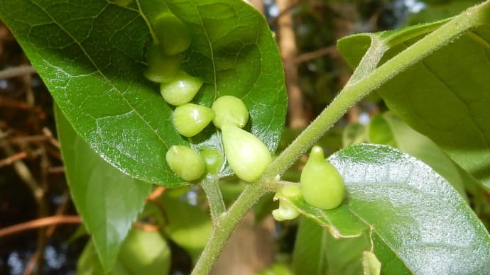 エノキハトガリタマフシ(エノキトガリタマバエ虫えい)20180426