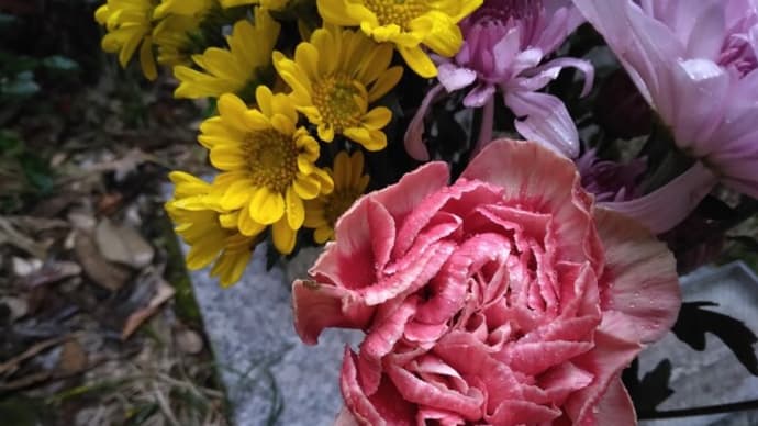 54回目のお花…。