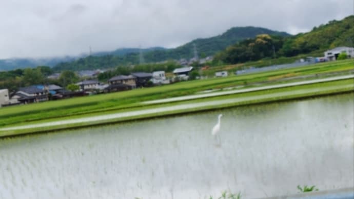 大谷翔平選手の「おーいお茶」