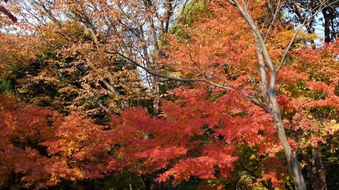 錦彩の長居植物園