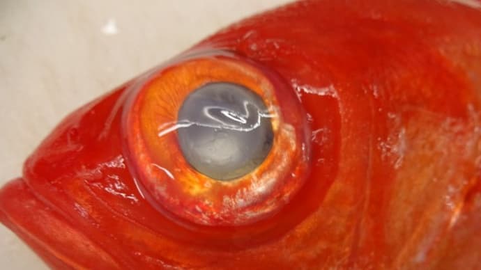 珍しい刺身は数量限定!「金目鯛」「アンコウの昆布〆」「カマトロ(本まぐろのカマ切り落とし)」「天然本まぐろ中トロ」!!刺身と手作り干物の専門店「発寒かねしげ鮮魚店」。