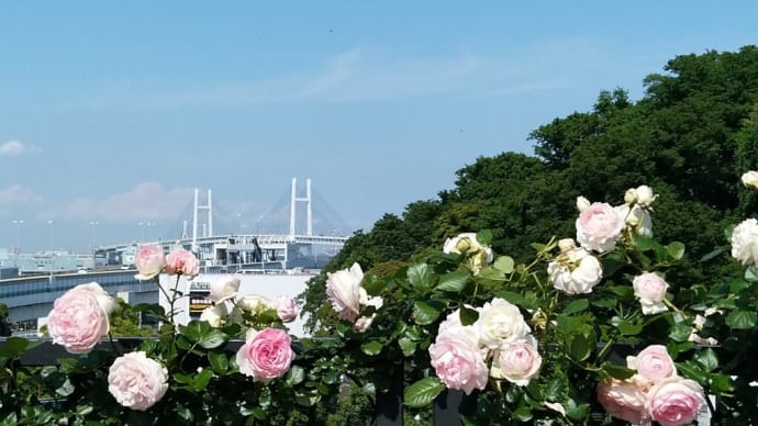 横浜の薔薇園へ。