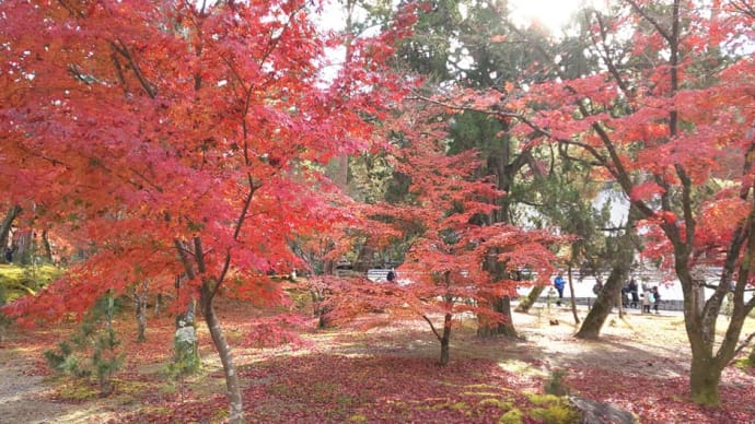 紅葉の京都②