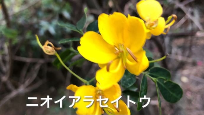 平塚朝散歩