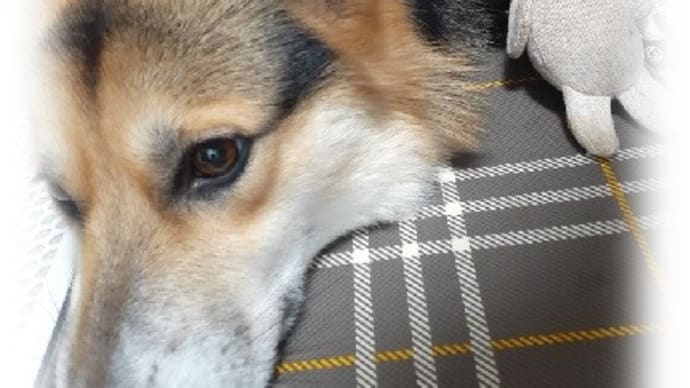 じじいとムギのおSUM歩ヴギ・・・ 雨だワン🐕