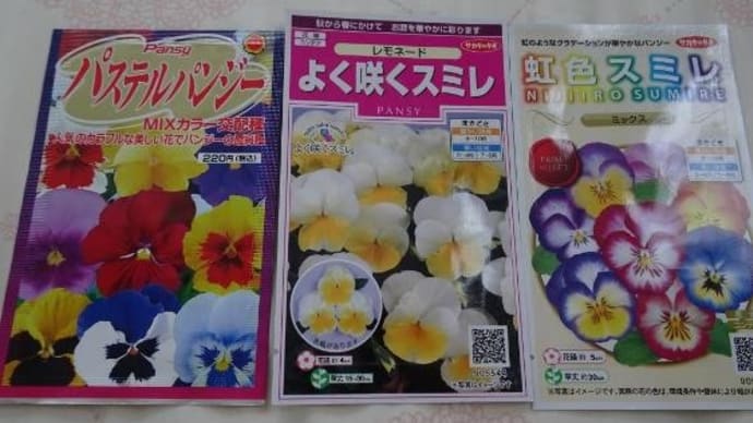 今年もパンジー蒔きました