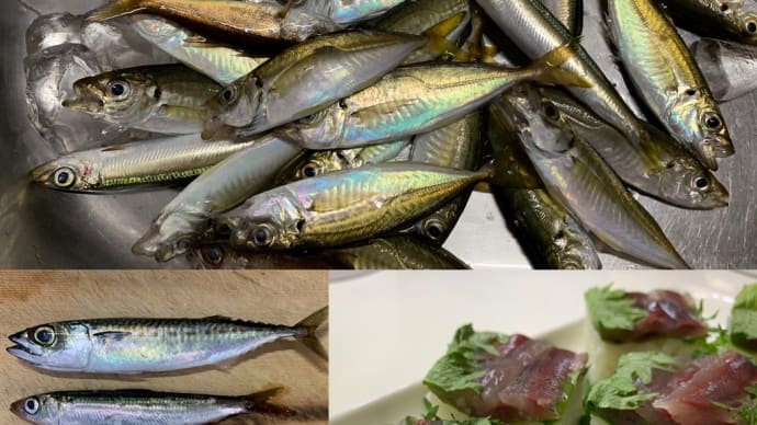 2024年7月7日【北条湾釣行】釣りたてのアジを食べる釣りのお供の茶トラ猫