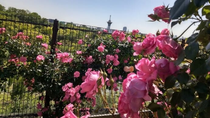 鶴見緑地公園のバラ