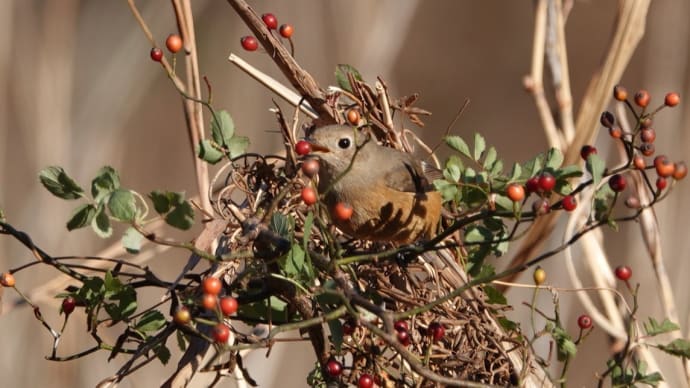 ジョビちゃん赤い実を食べた🍒