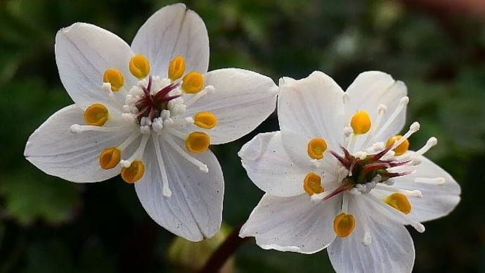 大船フラワーセンター早春の花散歩