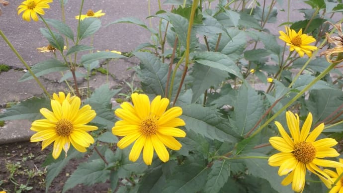 街角の花壇に咲く花