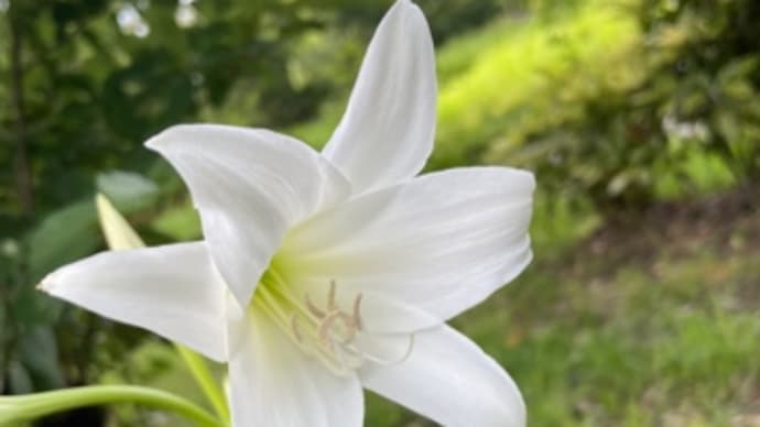 お散歩で出会った花色々