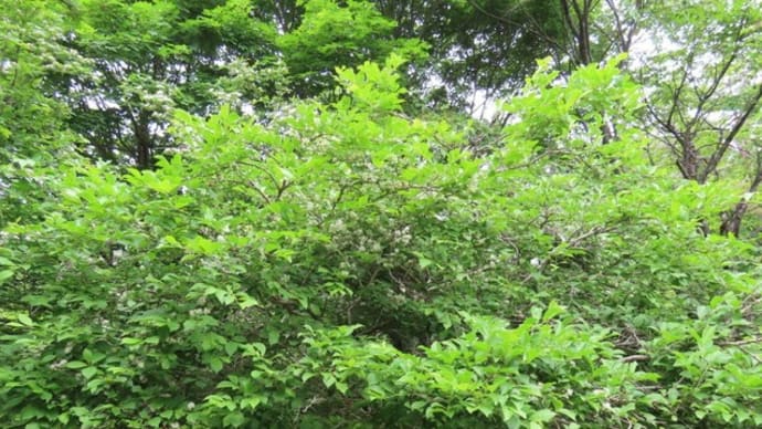 高ボッチ高原・鉢伏山で最近咲いている花 サワフタギ(沢蓋木)