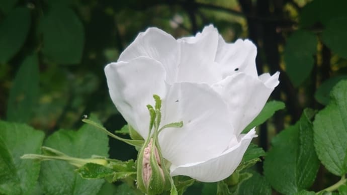 ☆白い花のハマナス