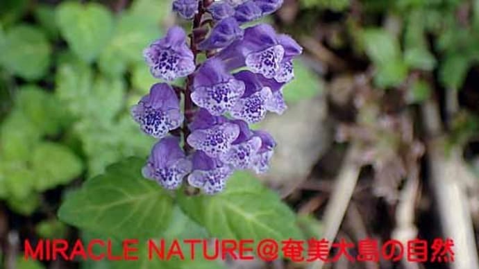 春の花(草本):アカボシタツナミソウ