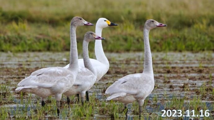 安来市白鳥ロード 11月16日