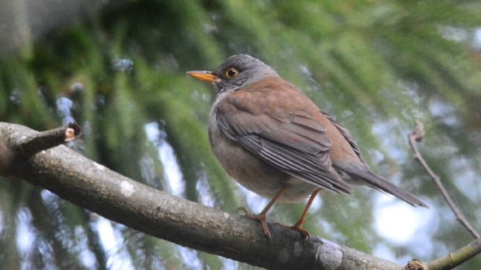 粟島の野鳥たち シロハラ