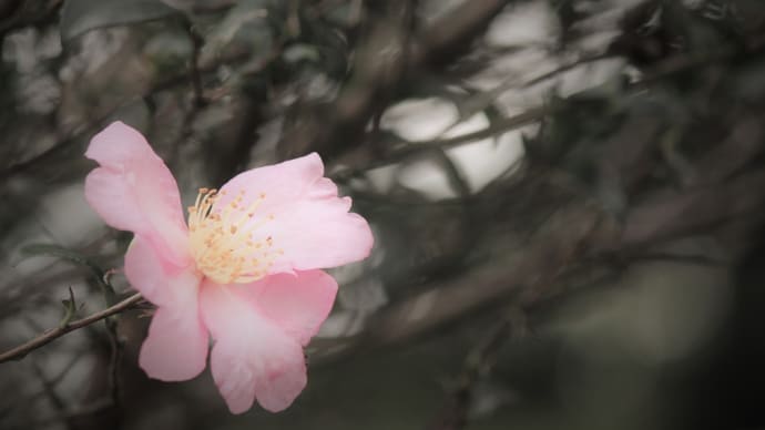 想いの花、山茶花―Reginald Horace Blyth