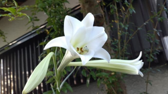 タカサゴユリ開花