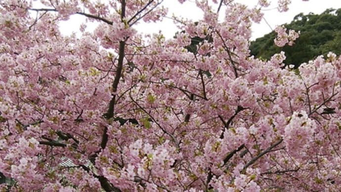 散歩道の河津桜　満開になりました　20210308