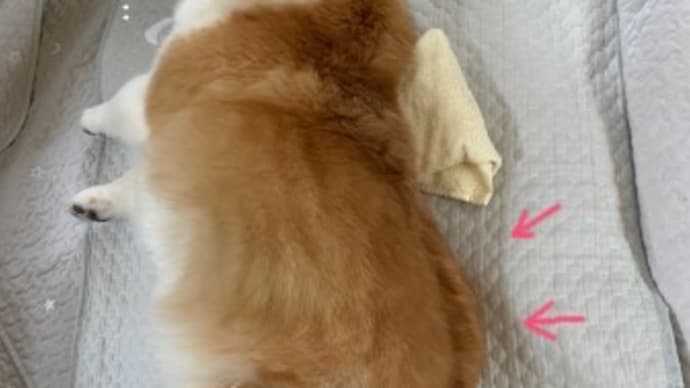 背脂…?