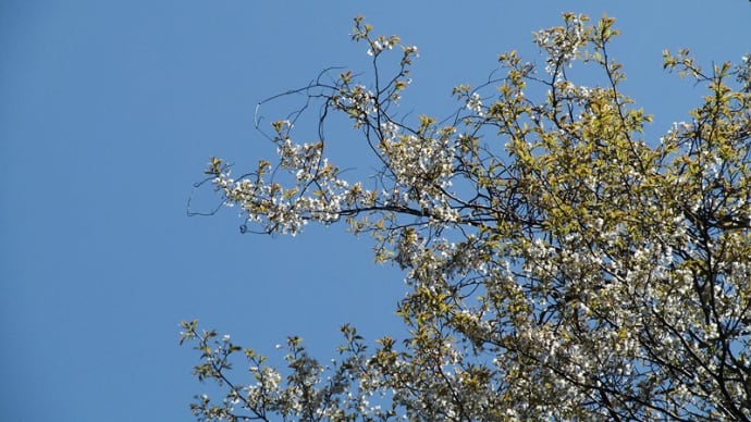 あんずの里公園 山桜