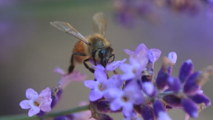 ラベンダーの蜜を採取する蜜蜂