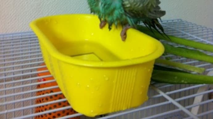 水浴びインコさん