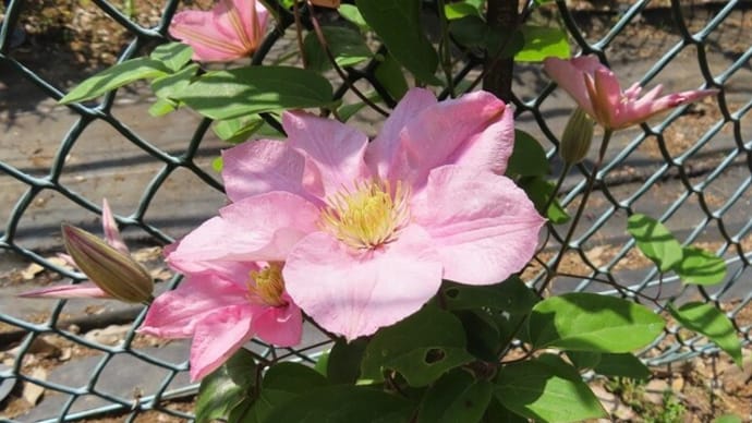 筑波実験植物園クレマチス展