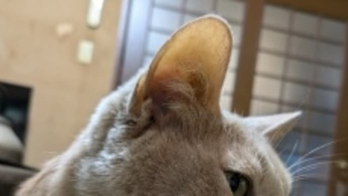 甘えニャ②