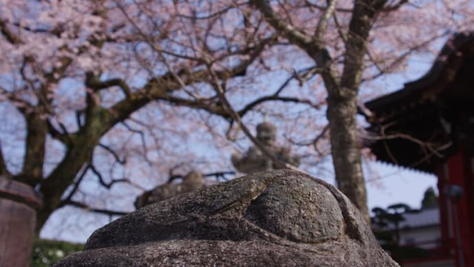 R4.3.25 大光寺の江戸彼岸桜と枝垂桜はカエルをメインに撮ってみた