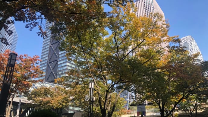 紅葉し始めた新宿高層ビル街