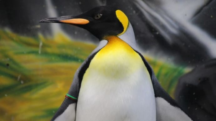 王様ペンギンの首