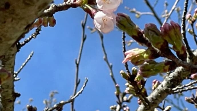 桜開花宣言