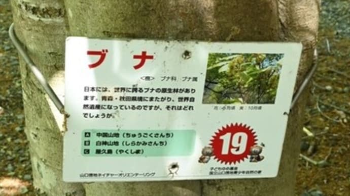 ブナの森