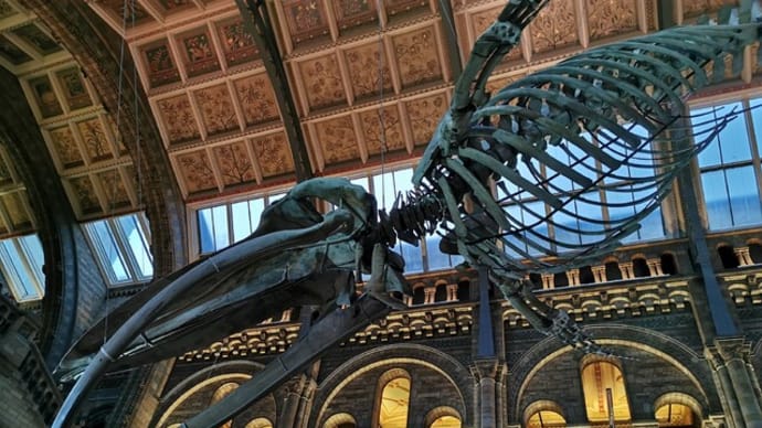 『Natural History Museumに恐竜を···』