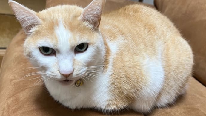 猫の日
