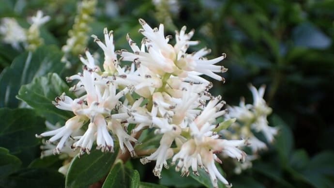 フッキソウ（富貴草）の花