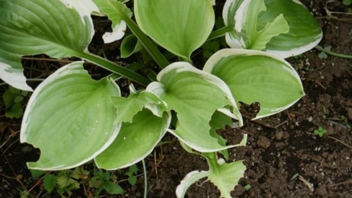 ホスタの受難と除草して見えてくるもの