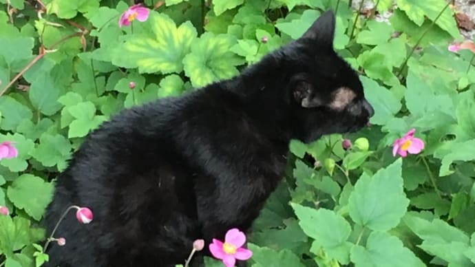 豆猫クロスケを作ったよ❤️