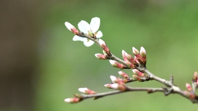催花雨に促されて咲く庭の花