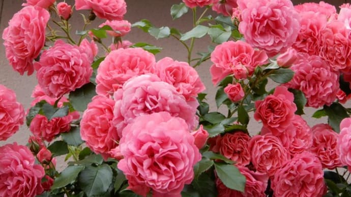 バラの開花 ③